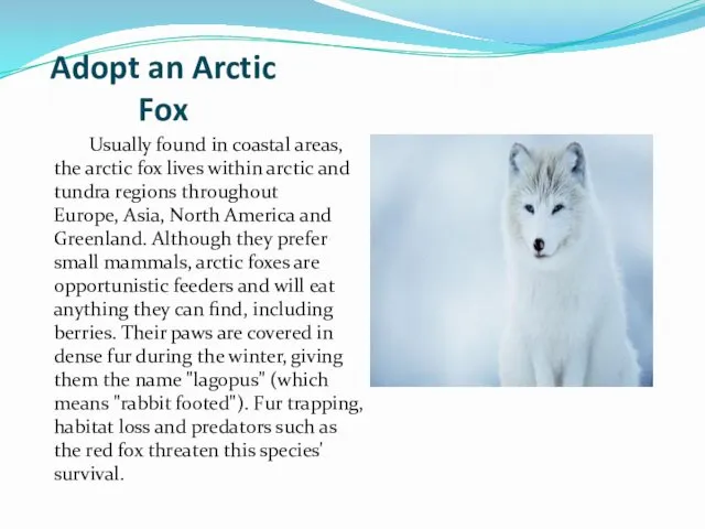 Adopt an Arctic Fox Usually found in coastal areas, the arctic