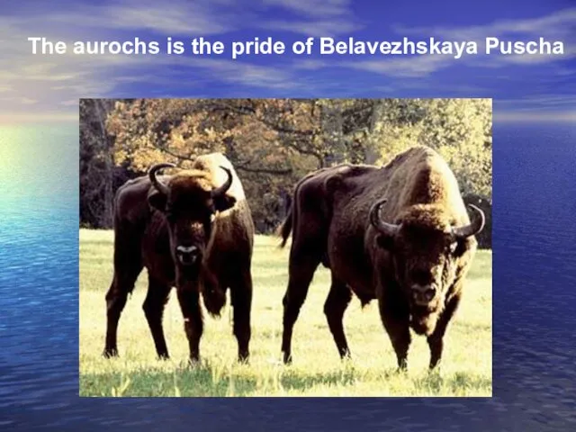 The aurochs is the pride of Belavezhskaya Puscha