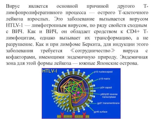 Вирус является основной причиной другого Т-лимфопролиферативного процесса — острого Т-клеточного лейкоза