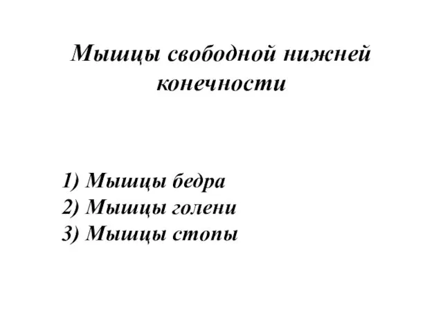 Мышцы свободной нижней конечности 1) Мышцы бедра 2) Мышцы голени 3) Мышцы стопы