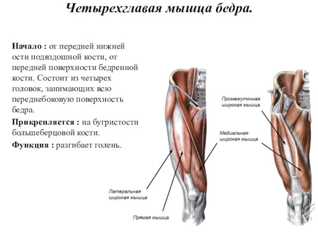 Четырехглавая мышца бедра. Начало : от передней нижней ости подвздошной кости,