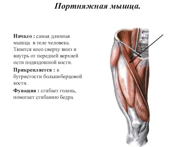 Портняжная мышца. Начало : самая длинная мышца в теле человека. Тянется
