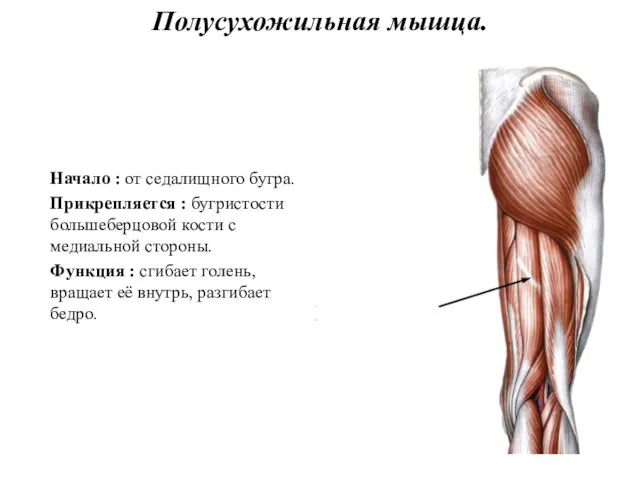 Полусухожильная мышца. Начало : от седалищного бугра. Прикрепляется : бугристости большеберцовой