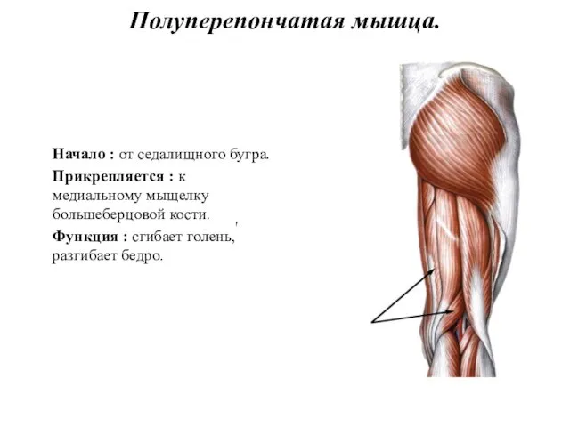 Полуперепончатая мышца. Начало : от седалищного бугра. Прикрепляется : к медиальному