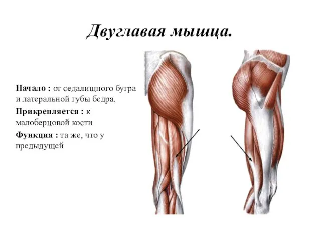 Двуглавая мышца. Начало : от седалищного бугра и латеральной губы бедра.