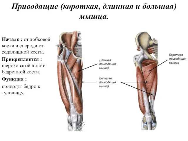 Приводящие (короткая, длинная и большая)мышца. Начало : от лобковой кости и