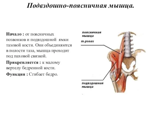 Подвздошно-поясничная мышца. Начало : от поясничных позвонков и подвздошной ямки тазовой