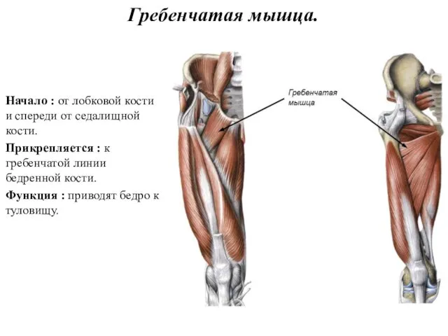 Гребенчатая мышца. Начало : от лобковой кости и спереди от седалищной