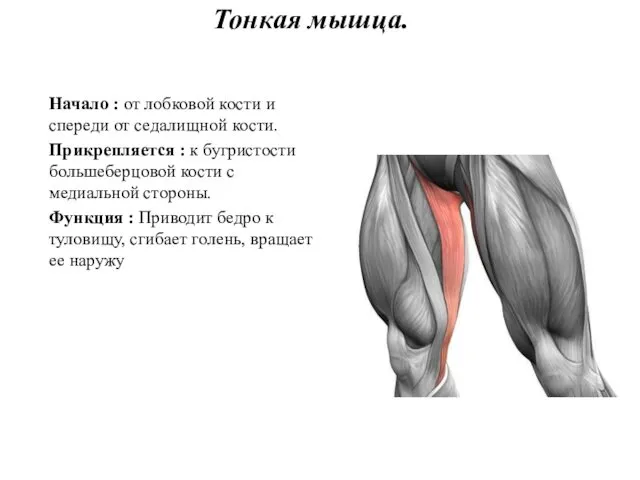 Тонкая мышца. Начало : от лобковой кости и спереди от седалищной