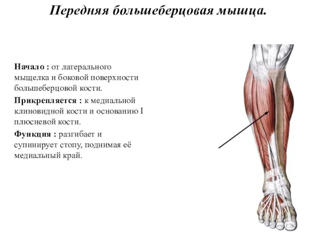 Передняя большеберцовая мышца. Начало : от латерального мыщелка и боковой поверхности