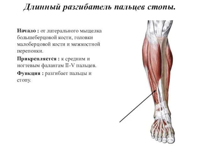 Длинный разгибатель пальцев стопы. Начало : от латерального мыщелка большеберцовой кости,