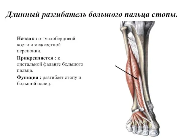 Длинный разгибатель большого пальца стопы. Начало : от малоберцовой кости и