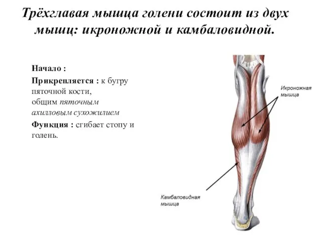 Трёхглавая мышца голени состоит из двух мышц: икроножной и камбаловидной. Начало