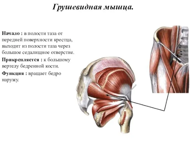 Грушевидная мышца. Начало : в полости таза от передней поверхности крестца,