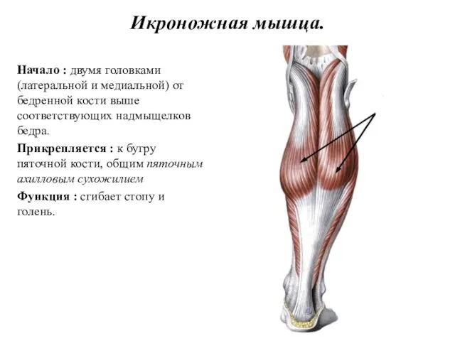 Икроножная мышца. Начало : двумя головками (латеральной и медиальной) от бедренной