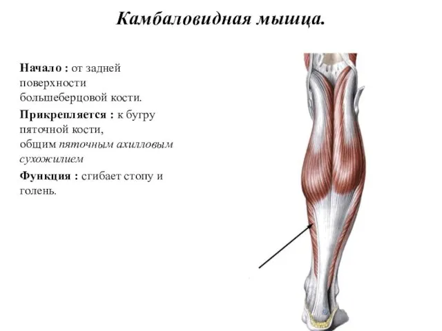 Камбаловидная мышца. Начало : от задней поверхности большеберцовой кости. Прикрепляется :