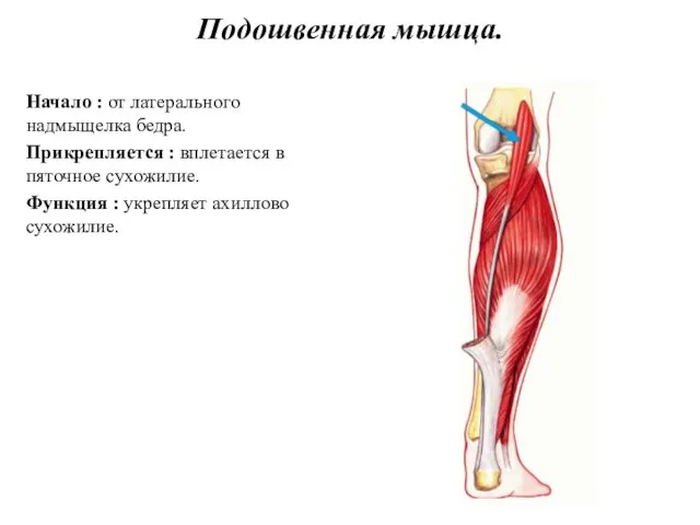 Подошвенная мышца. Начало : от латерального надмыщелка бедра. Прикрепляется : вплетается