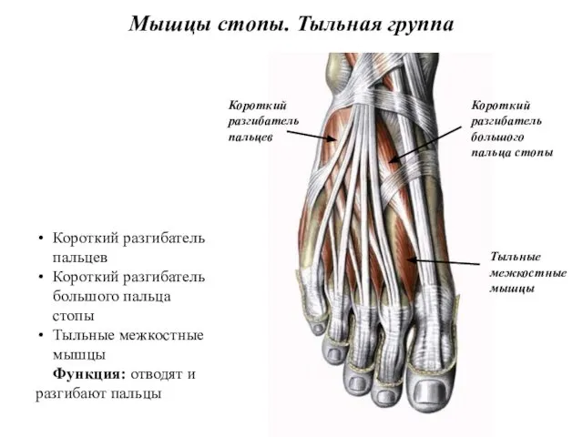 Мышцы стопы. Тыльная группа Короткий разгибатель пальцев Короткий разгибатель большого пальца