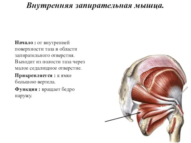 Внутренняя запирательная мышца. Начало : от внутренней поверхности таза в области