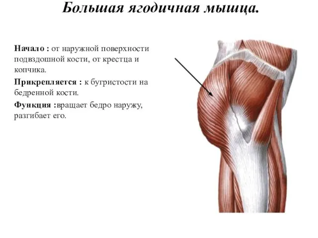 Большая ягодичная мышца. Начало : от наружной поверхности подвздошной кости, от