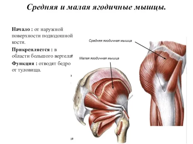 Средняя и малая ягодичные мышцы. Начало : от наружной поверхности подвздошной