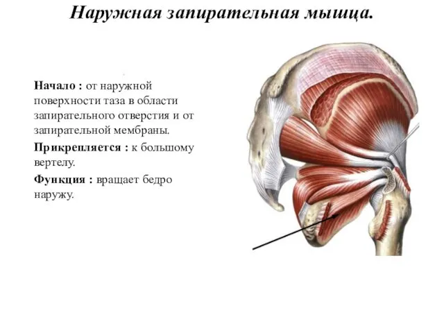 Наружная запирательная мышца. Начало : от наружной поверхности таза в области