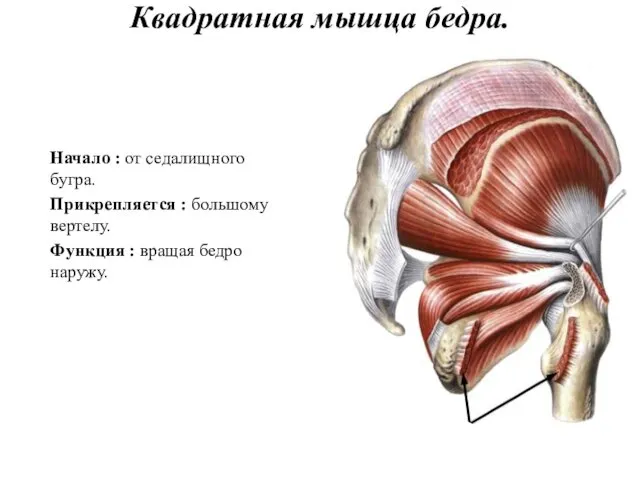 Квадратная мышца бедра. Начало : от седалищного бугра. Прикрепляется : большому