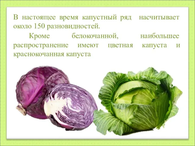 В настоящее время капустный ряд насчитывает около 150 разновидностей. Кроме белокочанной,