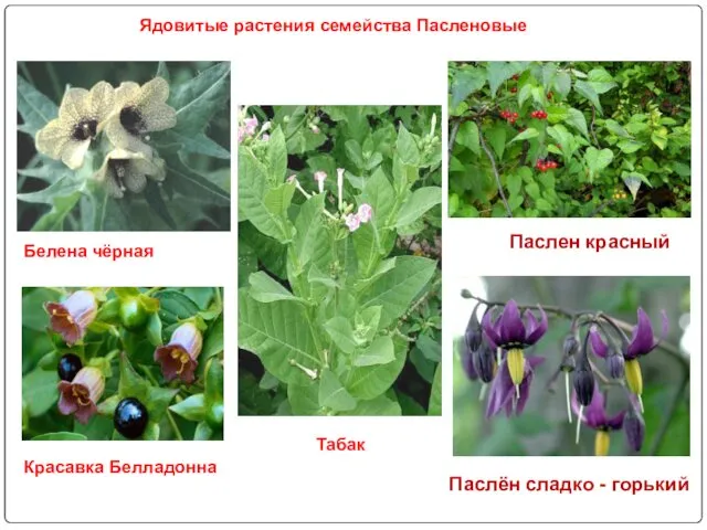 Паслён сладко - горький Паслен красный Красавка Белладонна Ядовитые растения семейства Пасленовые Белена чёрная Табак