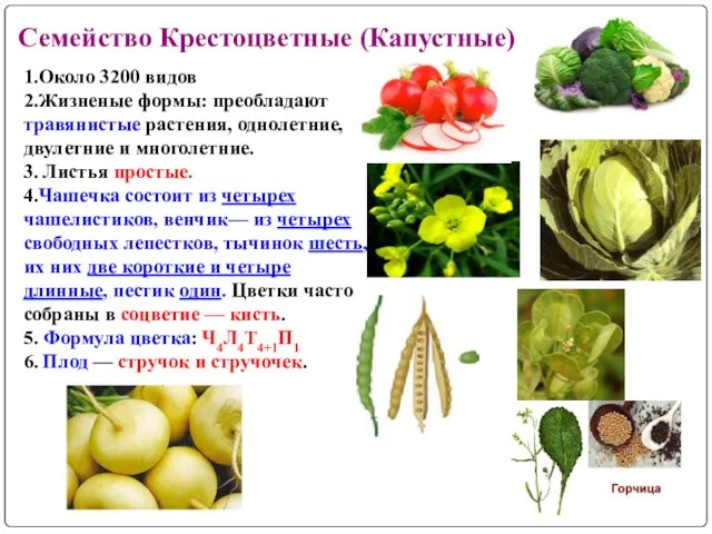 1.Около 3200 видов 2.Жизненые формы: преобладают травянистые растения, однолетние, двулетние и