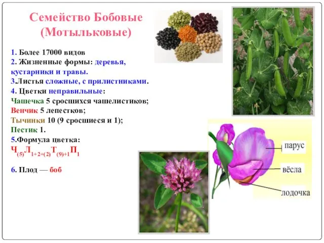 Семейство Бобовые (Мотыльковые) 1. Более 17000 видов 2. Жизненные формы: деревья,