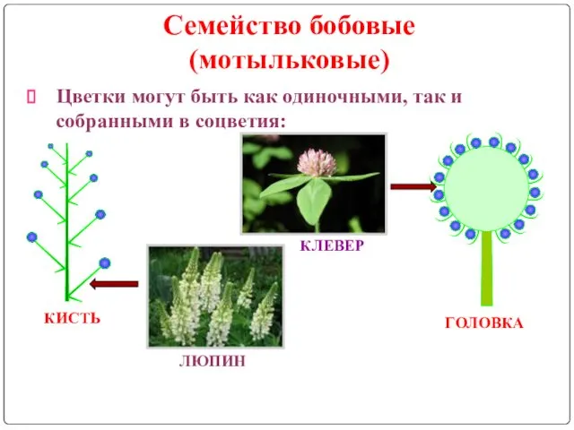 Семейство бобовые (мотыльковые) Цветки могут быть как одиночными, так и собранными в соцветия: