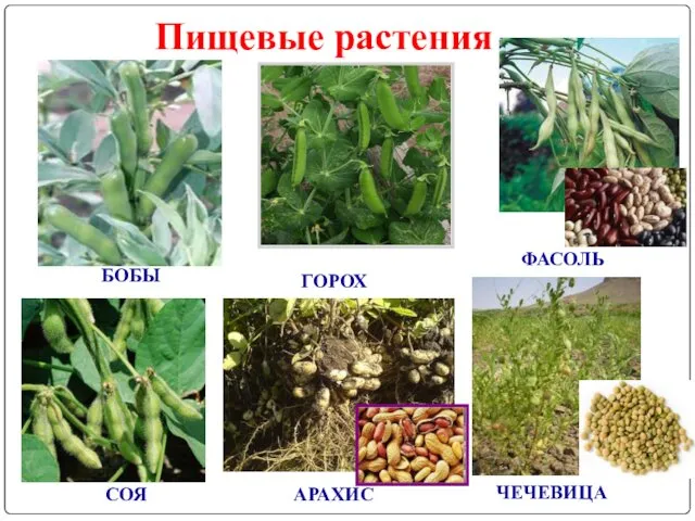 Пищевые растения БОБЫ ГОРОХ ФАСОЛЬ СОЯ АРАХИС ЧЕЧЕВИЦА