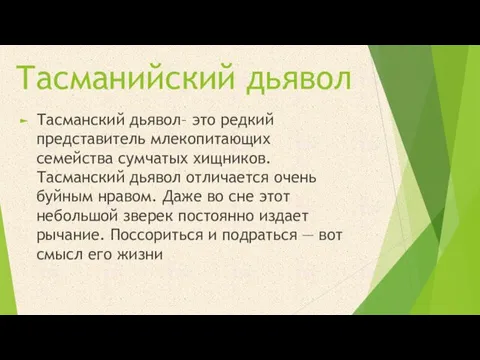 Тасманийский дьявол Тасманский дьявол– это редкий представитель млекопитающих семейства сумчатых хищников.