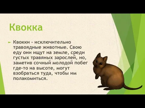 Квокка Квокки – исключительно травоядные животные. Свою еду они ищут на