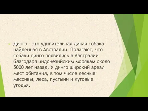 Динго – это удивительная дикая собака, найденная в Австралии. Полагают, что