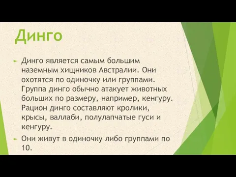 Динго Динго является самым большим наземным хищников Австралии. Они охотятся по