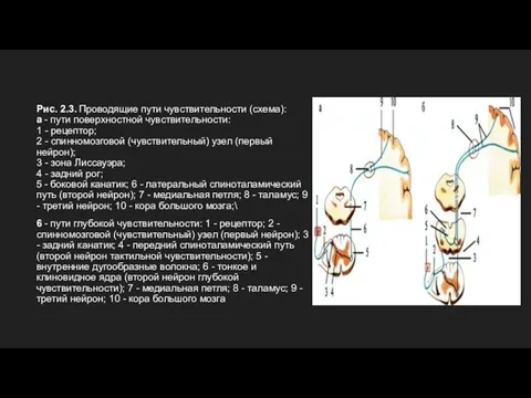 Рис. 2.3. Проводящие пути чувствительности (схема): а - пути поверхностной чувствительности: