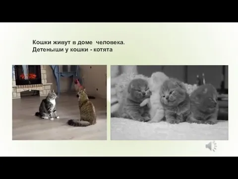 Кошки живут в доме человека. Детеныши у кошки - котята