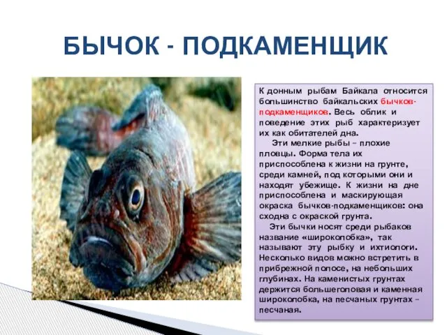БЫЧОК - ПОДКАМЕНЩИК К донным рыбам Байкала относится большинство байкальских бычков-подкаменщиков.