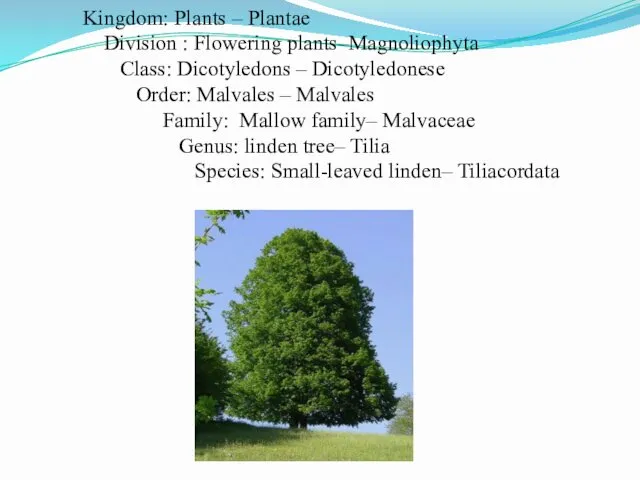 Kingdom: Plants – Plantae Division : Flowering plants–Magnoliophyta Class: Dicotyledons –