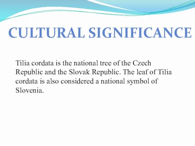 Tilia cordata is the national tree of the Czech Republic and