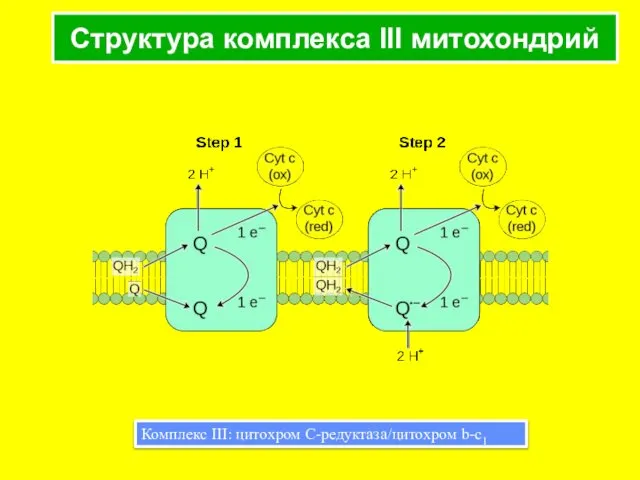 Структура комплекса III митохондрий Комплекс III: цитохром С-редуктаза/цитохром b-c1