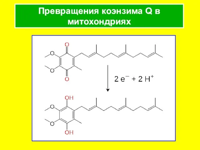 Превращения коэнзима Q в митохондриях