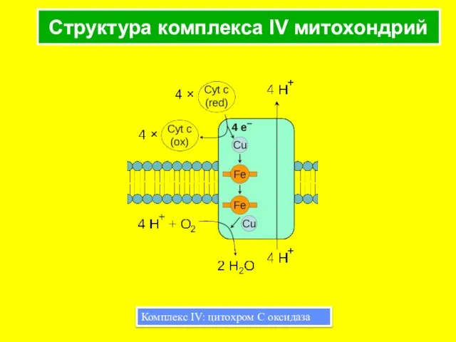 Структура комплекса IV митохондрий Комплекс IV: цитохром С оксидаза