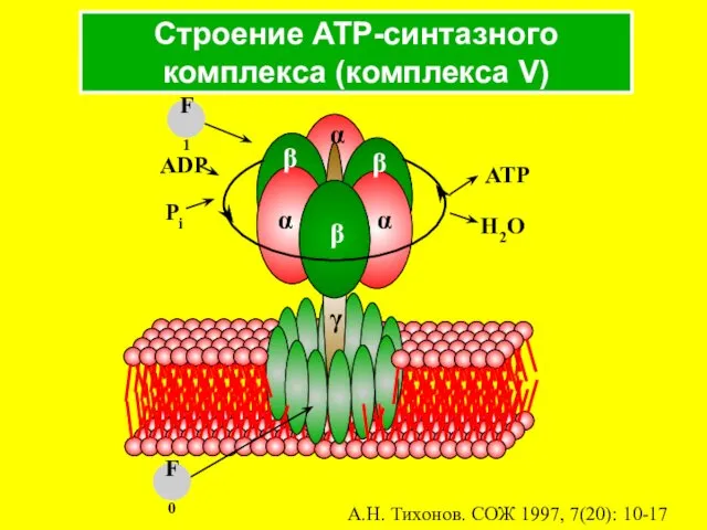 Строение ATP-синтазного комплекса (комплекса V) А.Н. Тихонов. СОЖ 1997, 7(20): 10-17