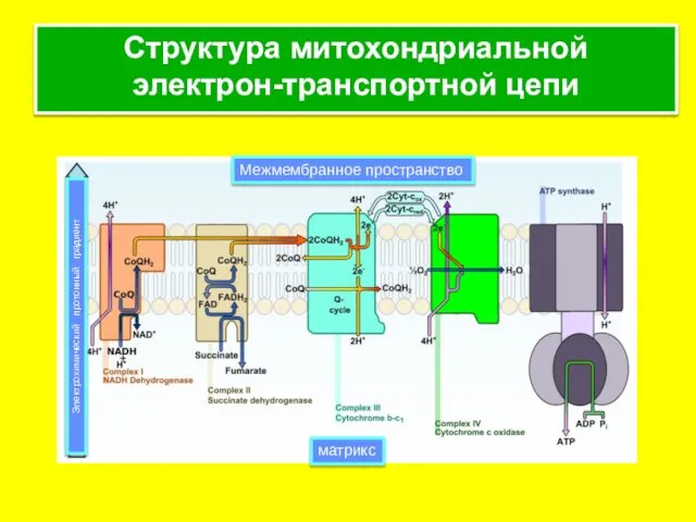 Структура митохондриальной электрон-транспортной цепи