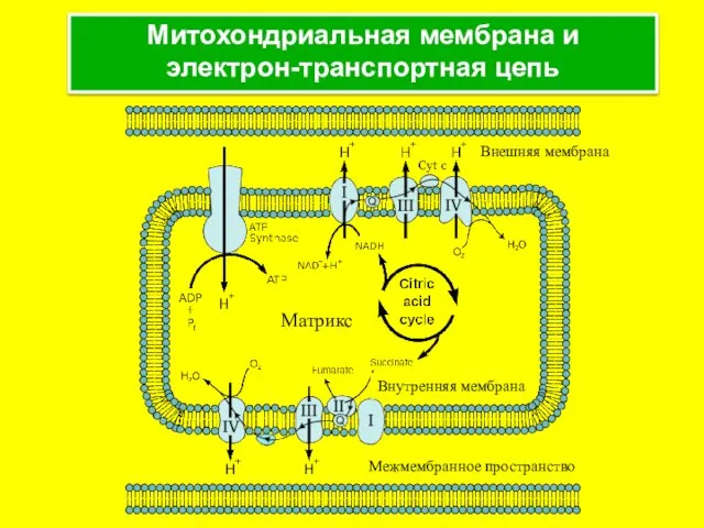 Митохондриальная мембрана и электрон-транспортная цепь Внешняя мембрана Внутренняя мембрана Матрикс Межмембранное пространство