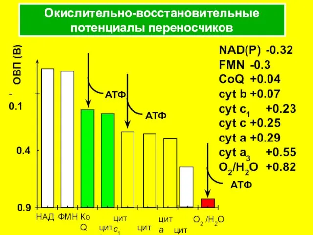 Окислительно-восстановительные потенциалы переносчиков NAD(P) -0.32 FMN -0.3 CoQ +0.04 cyt b