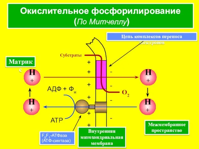 Окислительное фосфорилирование (По Митчеллу)